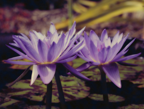 Water lily island